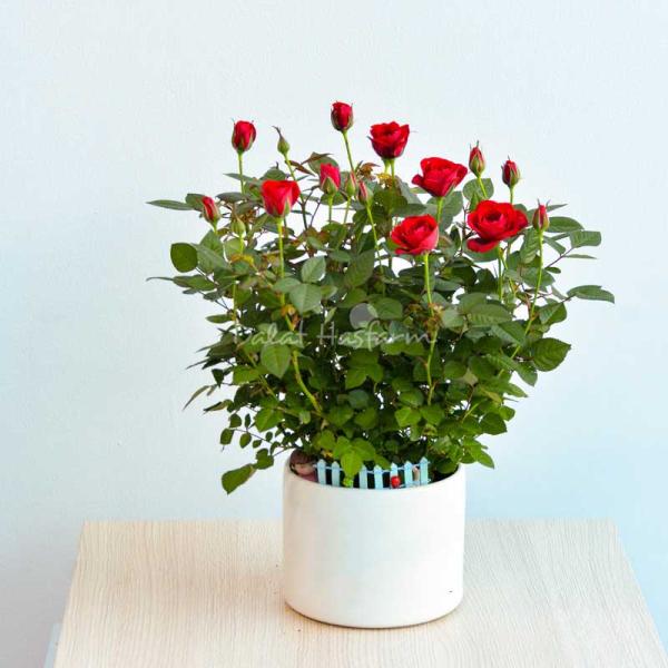 Plant4You - Chậu Hoa Hồng