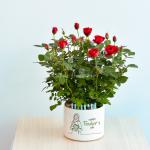 Plant4You - Chậu Hoa Hồng