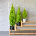 Giỏ Mây Cây Tùng Thơm (80cm) 111