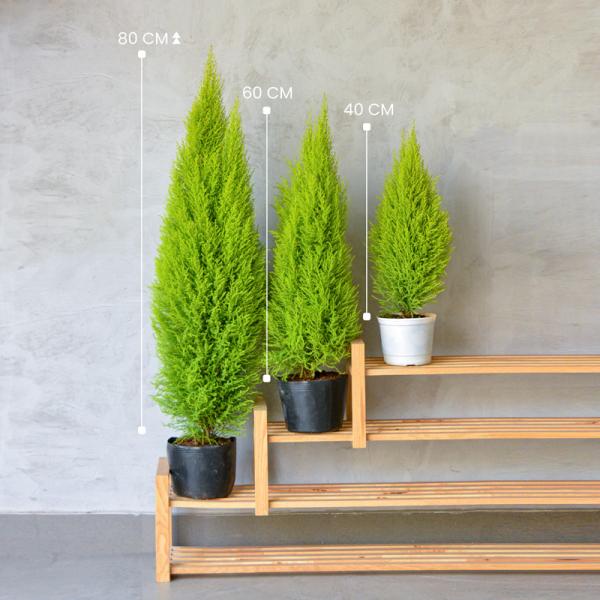 Giỏ Mây Cây Tùng Thơm (80cm) 111