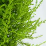 Giỏ Mây Cây Tùng Thơm (40cm) 056