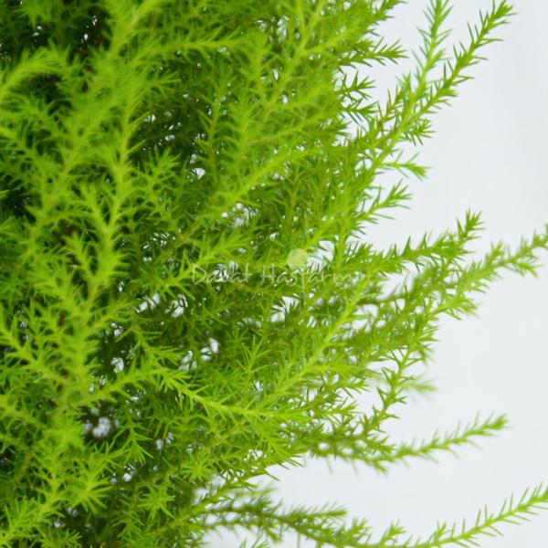 Chậu sứ Cây Tùng Thơm (80cm) 071