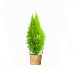 Giỏ Mây Cây Tùng Thơm (40cm) 056