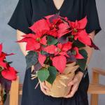 Chậu Giấy Gói Cây Trạng Nguyên 083