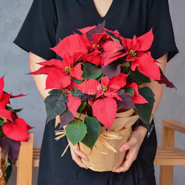 Chậu Giấy Gói Cây Trạng Nguyên 083