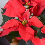 Chậu Trạng Nguyên Thiết Kế 062