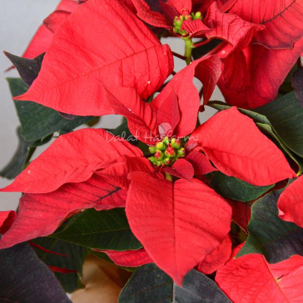 Chậu Trạng Nguyên Thiết Kế 062