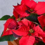 Chậu Hoa Thiết Kế Hân Hoan 112