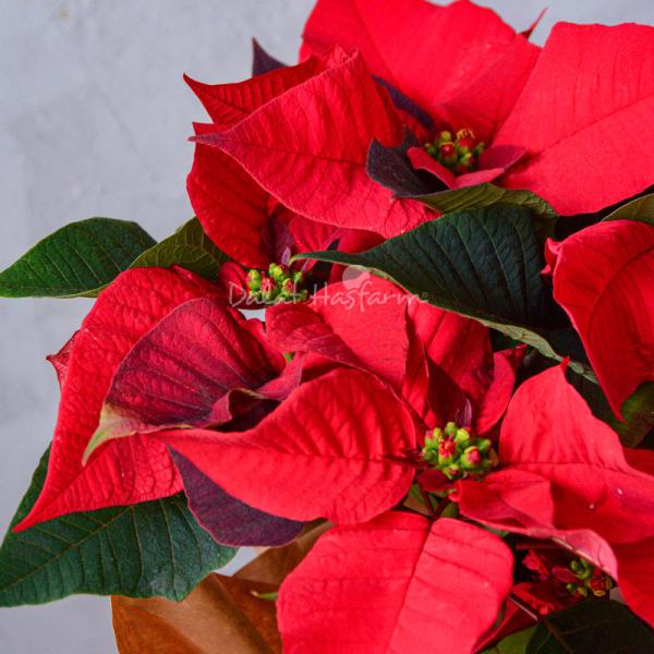 Chậu Hoa Thiết Kế Hân Hoan 112