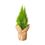 Chậu Giấy Gói Cây Tùng Thơm (40cm) 072