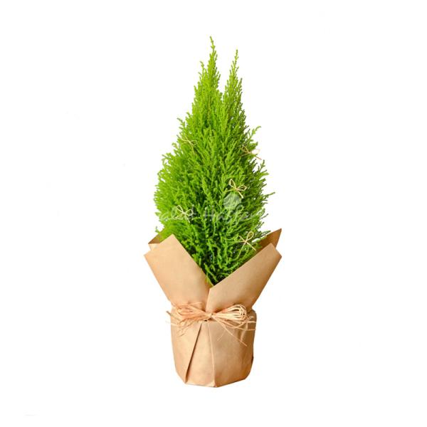 Chậu Giấy Gói Cây Tùng Thơm (40cm) 072