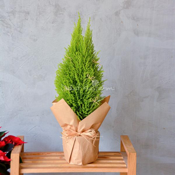 Chậu Giấy Gói Cây Tùng Thơm (40cm) 072