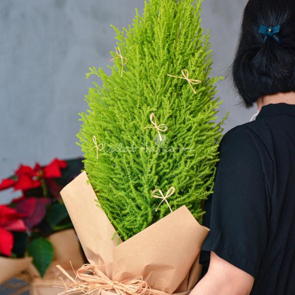 Chậu Giấy Gói Cây Tùng Thơm (40cm) 072