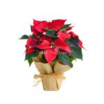 Chậu Trạng Nguyên Thiết Kế 062