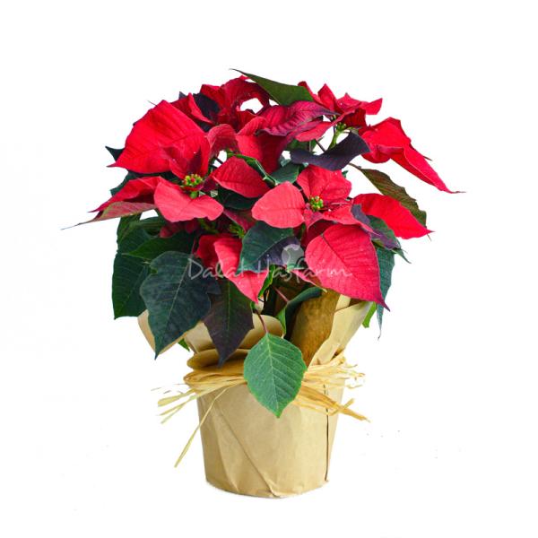 Chậu Giấy Gói Cây Trạng Nguyên 083