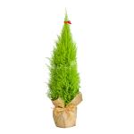 Chậu Giấy Gói Cây Tùng Thơm (60cm) 073