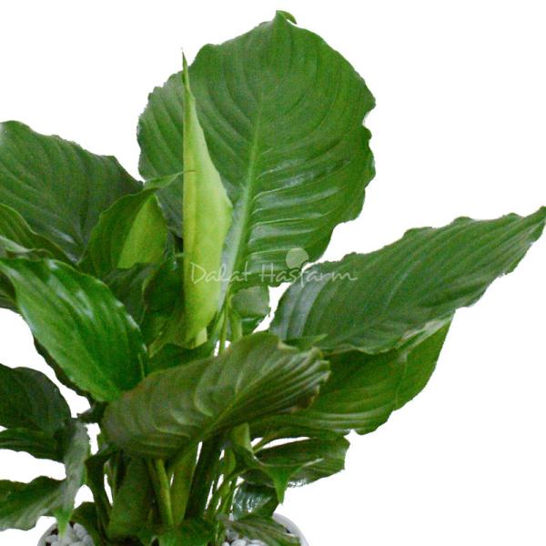 Chậu Cây Thiết Kế Trong Lành 101