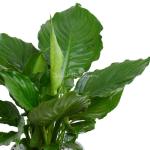 Chậu Cây Xanh Thiết Kế Trong Lành 091