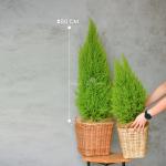 Giỏ Mây Cây Tùng Thơm (60cm) 057