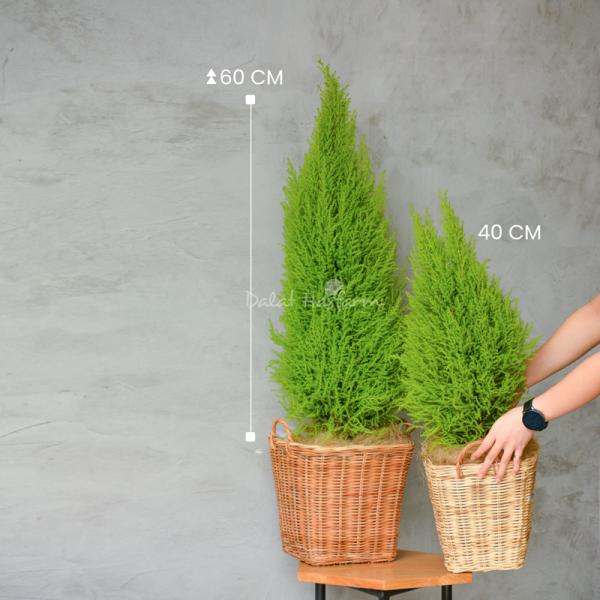 Giỏ Mây Cây Tùng Thơm (40cm) 056