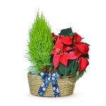 Chậu Cây Thiết Kế Hân Hoan 057