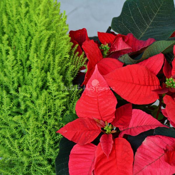 Chậu Cây Thiết Kế Hân Hoan 057