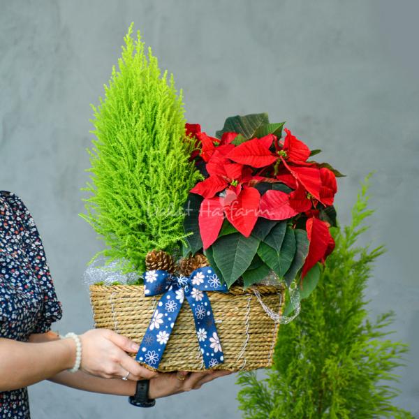 Chậu Cây Thiết Kế Hân Hoan 057