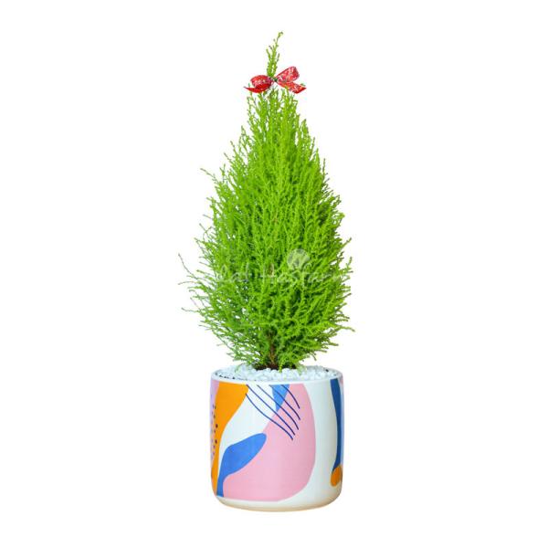 Chậu Sứ Cây Tùng Thơm (40cm) 054