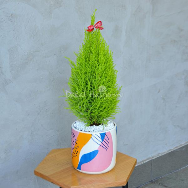 Chậu Sứ Cây Tùng Thơm (40cm) 054