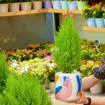 Chậu Sứ Cây Tùng Thơm (40cm) 054