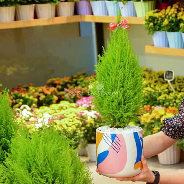 Chậu Sứ Cây Tùng Thơm (40cm) 054