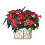 Chậu Hoa Thiết Kế Hân Hoan 112