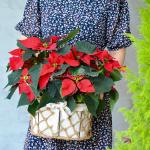 Chậu Hoa Thiết Kế Hân Hoan 112