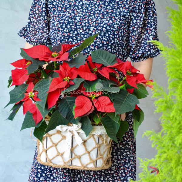 Chậu Hoa Thiết Kế Hân Hoan 112