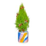 Chậu Sứ Cây Tùng Thơm (60cm) 055