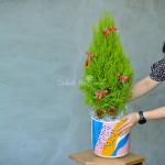 Chậu Sứ Cây Tùng Thơm (60cm) 055