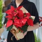 Chậu Trạng Nguyên Thiết Kế 062