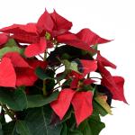 Giỏ Hoa Chậu Thiết Kế 063