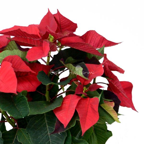 Giỏ Hoa Chậu Thiết Kế 063