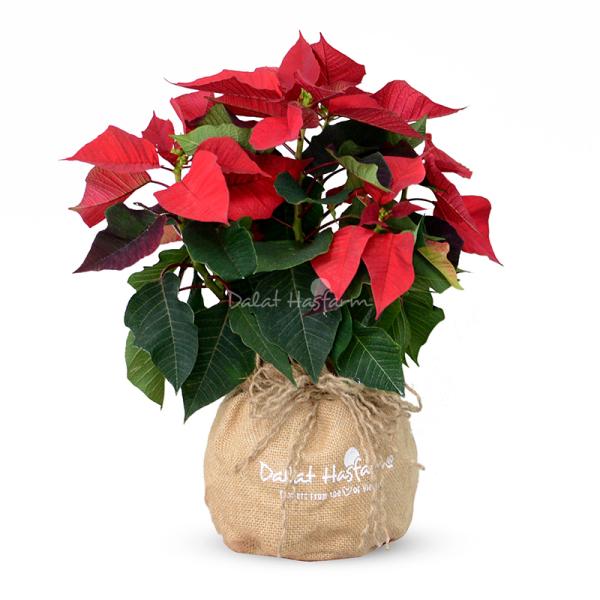 Giỏ Hoa Chậu Thiết Kế 063