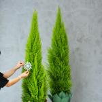 Chậu Giấy Gói Cây Tùng Thơm (80cm) 069