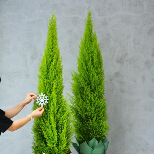 Chậu Giấy Gói Cây Tùng Thơm (80cm) 069