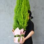 Chậu Giấy Gói Cây Tùng Thơm (80cm) 069