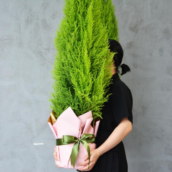 Chậu Giấy Gói Cây Tùng Thơm (80cm) 069