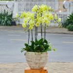 Lan Hồ Điệp Vạn Hạnh 003