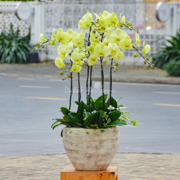 Lan Hồ Điệp Vạn Hạnh 003