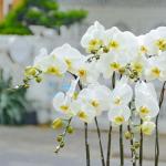 Lan Hồ Điệp Thịnh Vượng 060