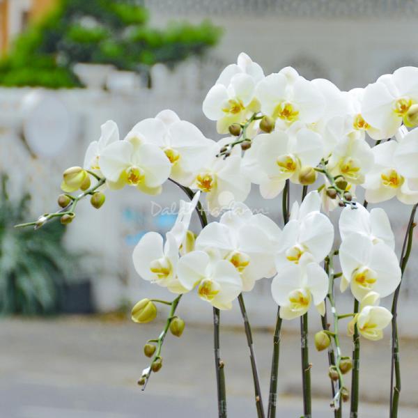 Lan Hồ Điệp Thịnh Vượng 060