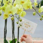 Lan Hồ Điệp Vạn Hạnh 003