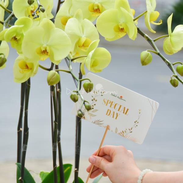 Lan Hồ Điệp Vạn Hạnh 003